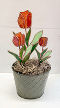 Tulip Trio in Pot