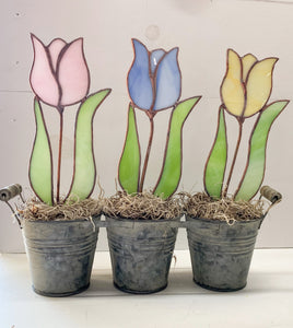 3 Tulips in Pots