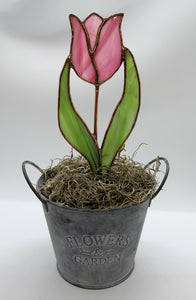 Tulip in Pot