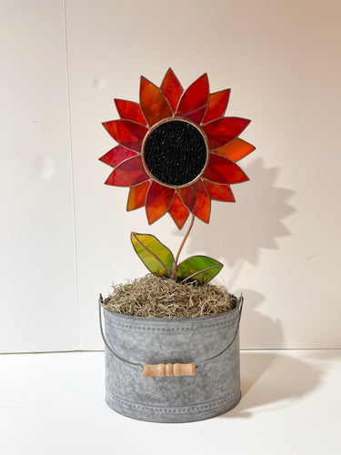 Sunflower in Pot