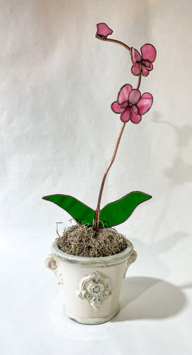 Orchid